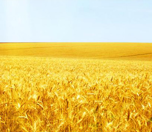 人民币汇兑业务